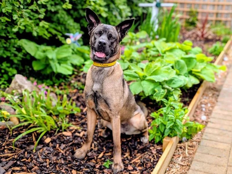 Coco, female young Cane Corso for adoption at Dogs Trust Cardiff, Cardiff