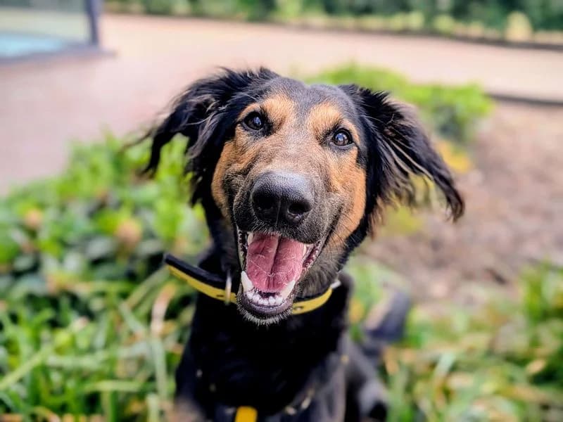 Cowboy, male young mixed breed for adoption at Dogs Trust Cardiff, Cardiff