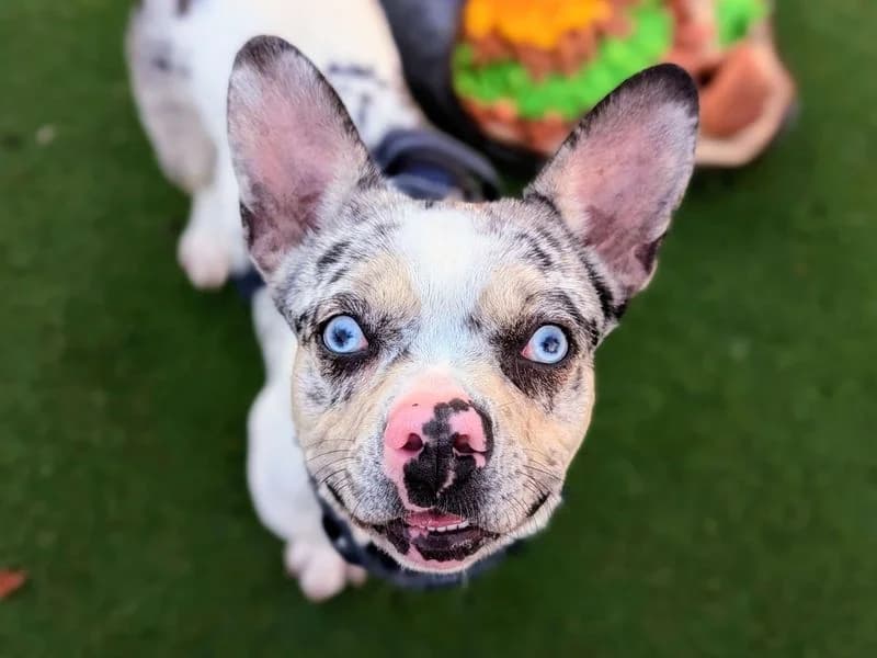 Pooky, female young English Bulldog for adoption at Dogs Trust Cardiff, Cardiff