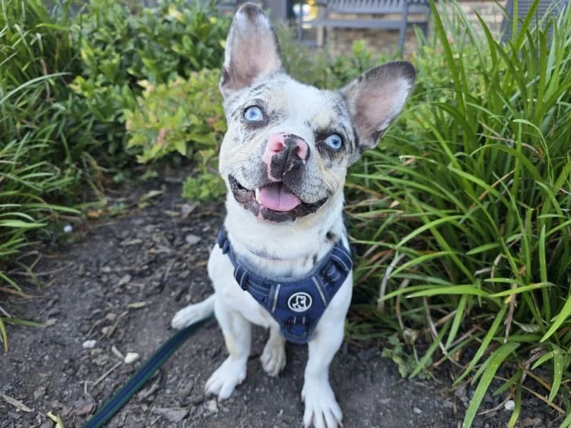 Pooky, female young English Bulldog for adoption at Dogs Trust Cardiff, Cardiff