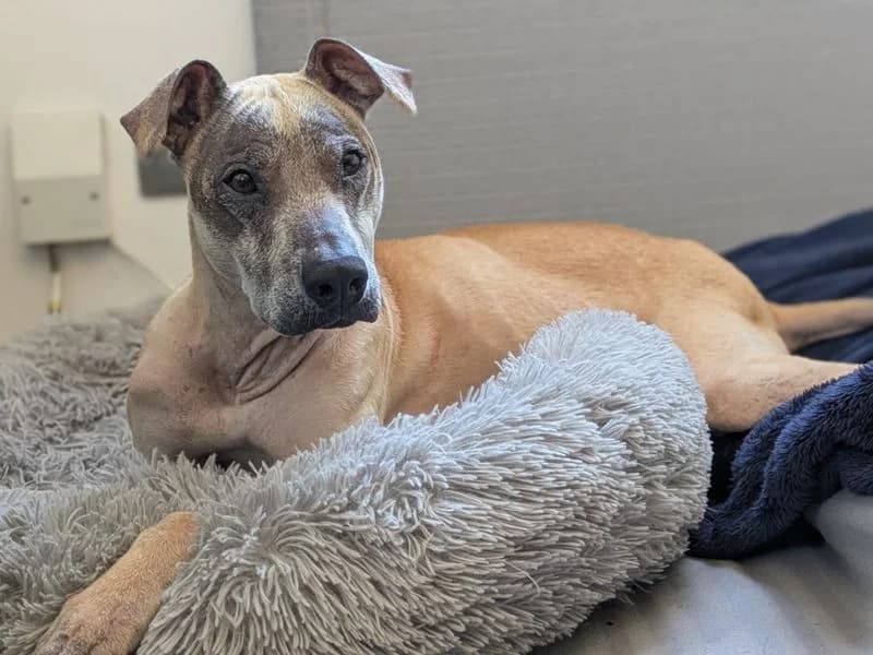 Clementine, female 4yo Lurcher for adoption at Dogs Trust Cardiff, Cardiff
