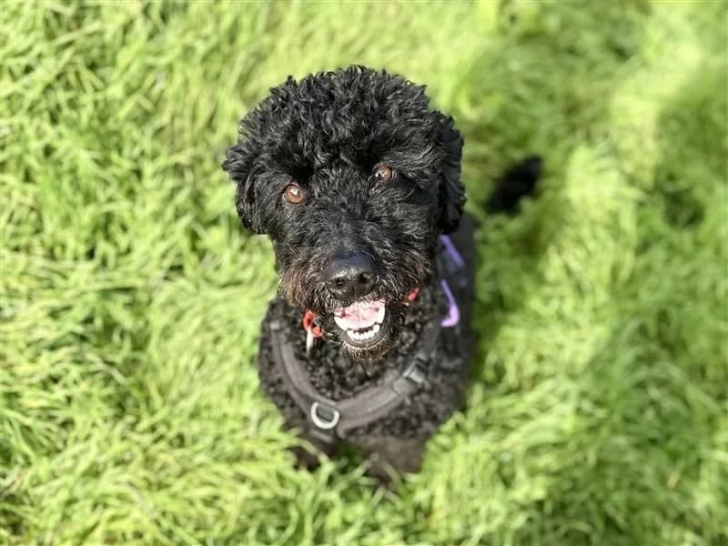 Willow, female 5yo Poodle for adoption at Dogs Trust Cardiff, Cardiff