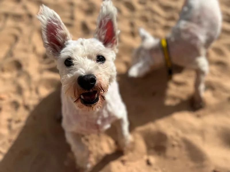 Luna, female senior mixed breed for adoption at Dogs Trust Cardiff, Cardiff