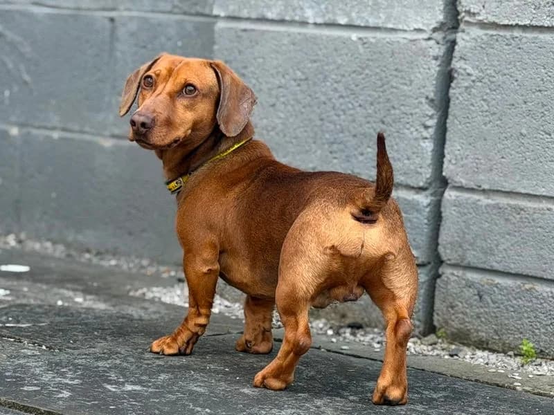 Rio, male 4yo mixed breed for adoption at Dogs Trust Cardiff, Cardiff