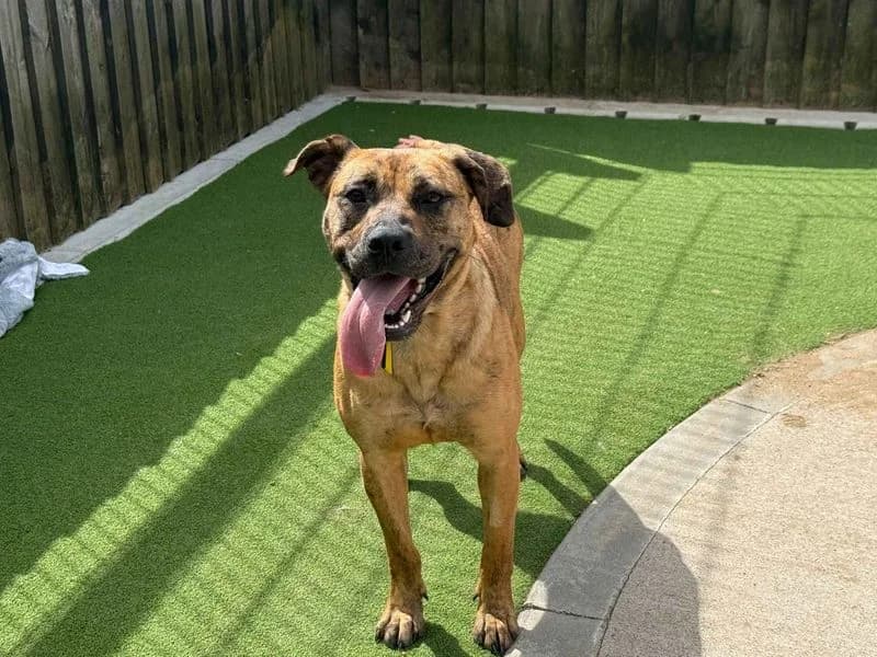 Luna, female young Mixed Breed for adoption at Dogs Trust Cardiff, Cardiff
