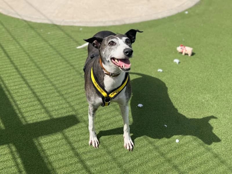 Sky, female senior Greyhound for adoption at Dogs Trust Cardiff, Cardiff