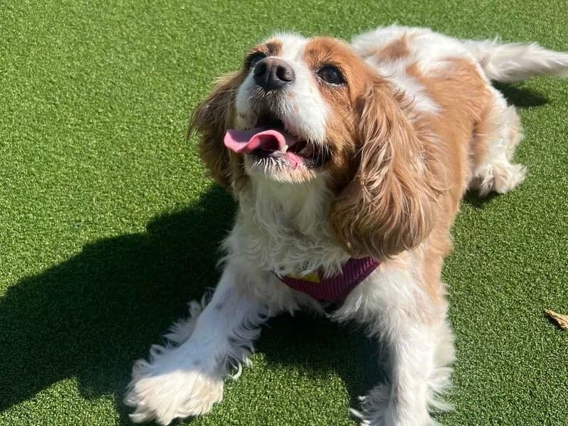 Millie, female 6yo Cavalier King Charles Spaniel for adoption at Dogs Trust Cardiff, Cardiff