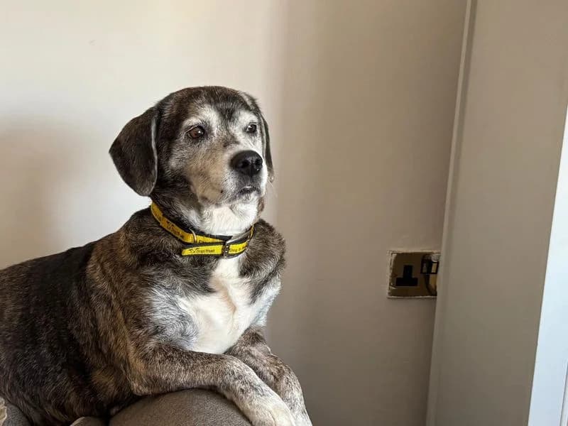 Honey, female senior Beagle for adoption at Dogs Trust Cardiff, Cardiff