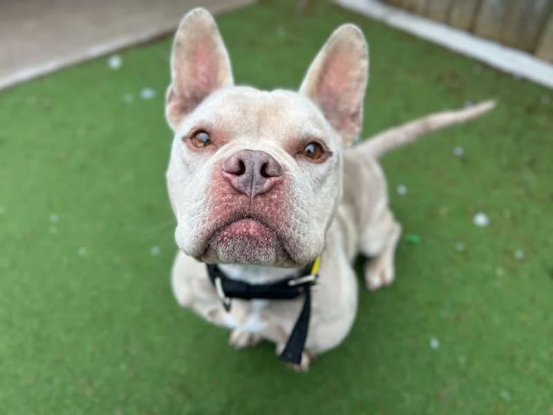 Meatball, male 4yo mixed breed for adoption at Dogs Trust Cardiff, Cardiff