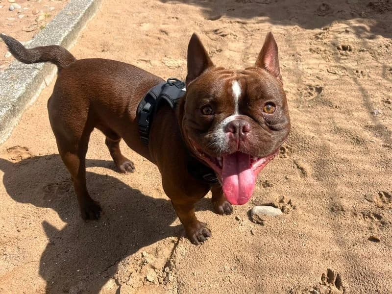 Rocco, male puppy English Bulldog for adoption at Dogs Trust Cardiff, Cardiff