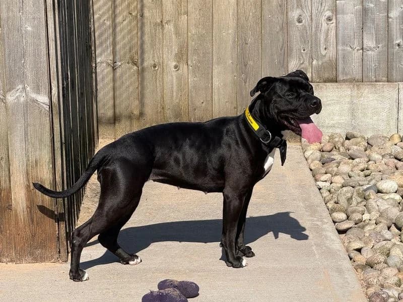 Mavis, female young Staffordshire Bull Terrier for adoption at Dogs Trust Cardiff, Cardiff