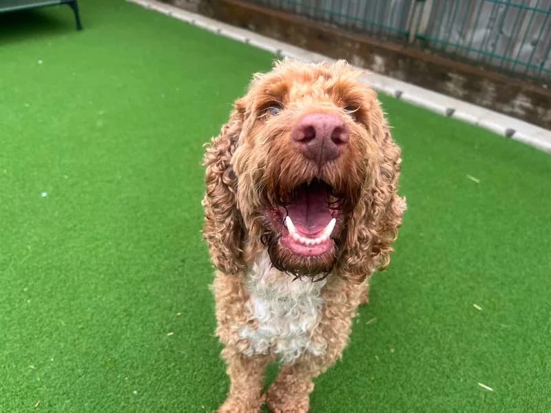 Goldie, female 7yo Poodle for adoption at Dogs Trust Cardiff, Cardiff