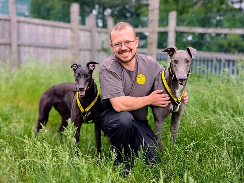 Vicky, female 4yo Greyhound for adoption at Dogs Trust Cardiff, Cardiff
