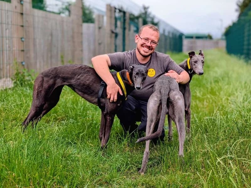 Smurfy, male 5yo Greyhound for adoption at Dogs Trust Cardiff, Cardiff