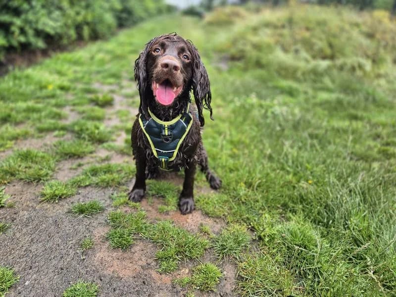 Loki, male 4yo Cocker Spaniel for adoption at Dogs Trust Cardiff, Cardiff