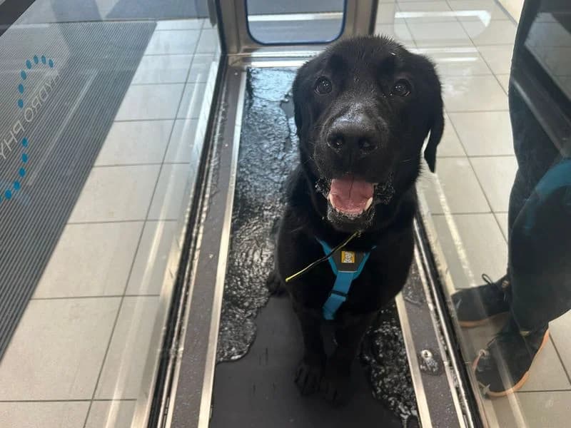 Reggie, male 5yo Labrador Retriever for adoption at Dogs Trust Cardiff, Cardiff