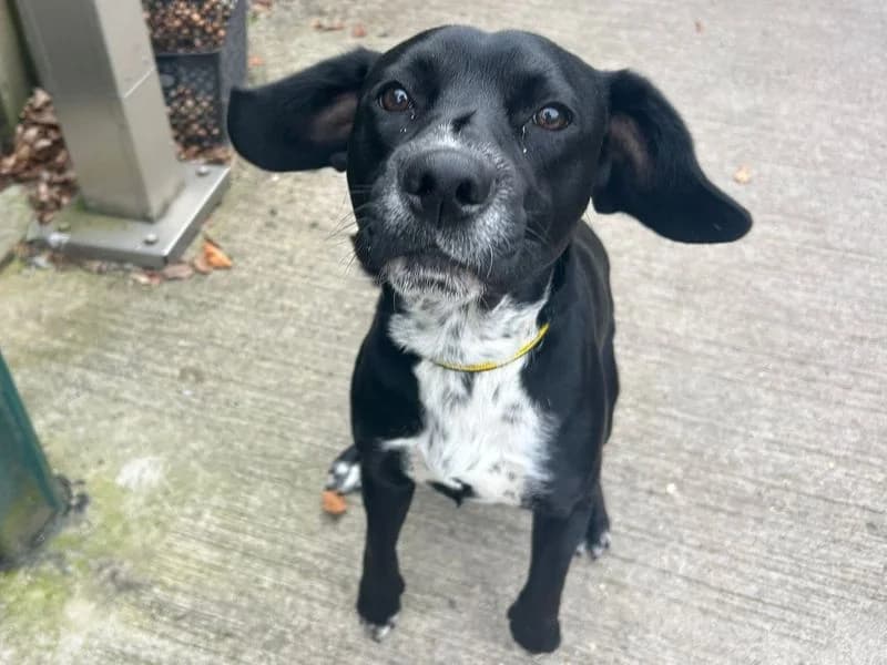 Bow, male young Staffordshire Bull Terrier for adoption at Dogs Trust Cardiff, Cardiff