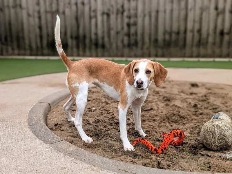 Donna, female puppy Beagle for adoption at Dogs Trust Cardiff, Cardiff