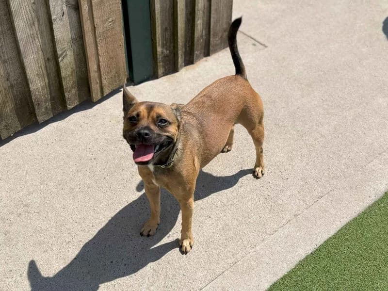 Peggy, female young English Bulldog for adoption at Dogs Trust Cardiff, Cardiff