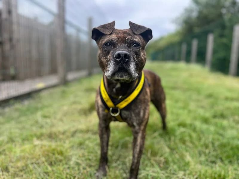 Roman Reigns, male senior Staffordshire Bull Terrier for adoption at Dogs Trust Cardiff, Cardiff