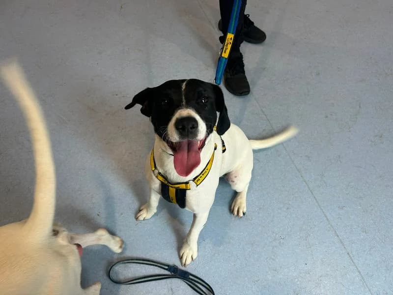 Loki, male young mixed breed for adoption at Dogs Trust Cardiff, Cardiff