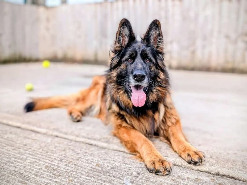 Rae, female 6yo mixed breed for adoption at Dogs Trust Cardiff, Cardiff