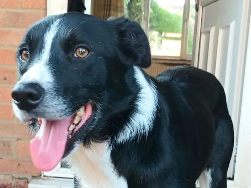 Bruce, male young Border Collie for adoption at Dogs Trust Cardiff, Cardiff