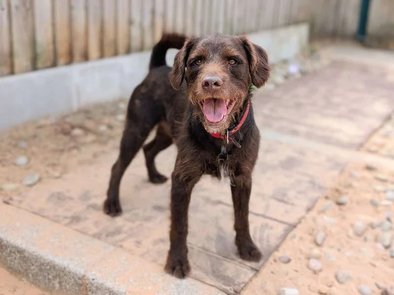 Simba, male 3yo mixed breed for adoption at Dogs Trust Cardiff, Cardiff