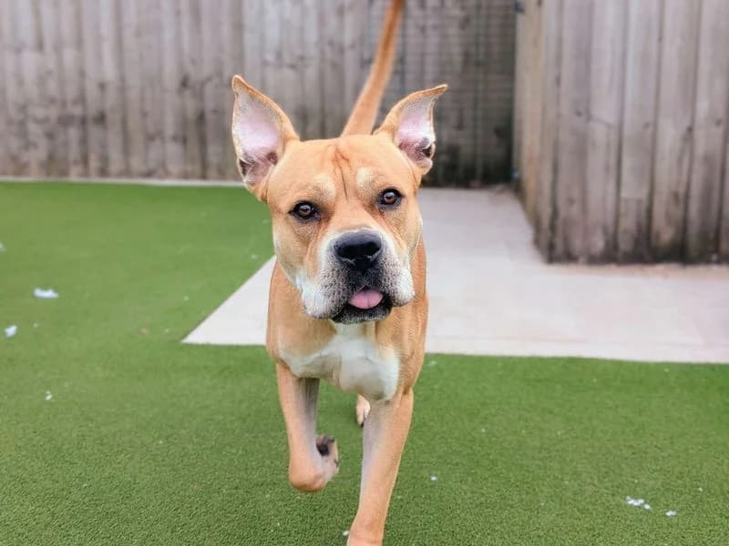 Tyler, male young English Bulldog for adoption at Dogs Trust Cardiff, Cardiff