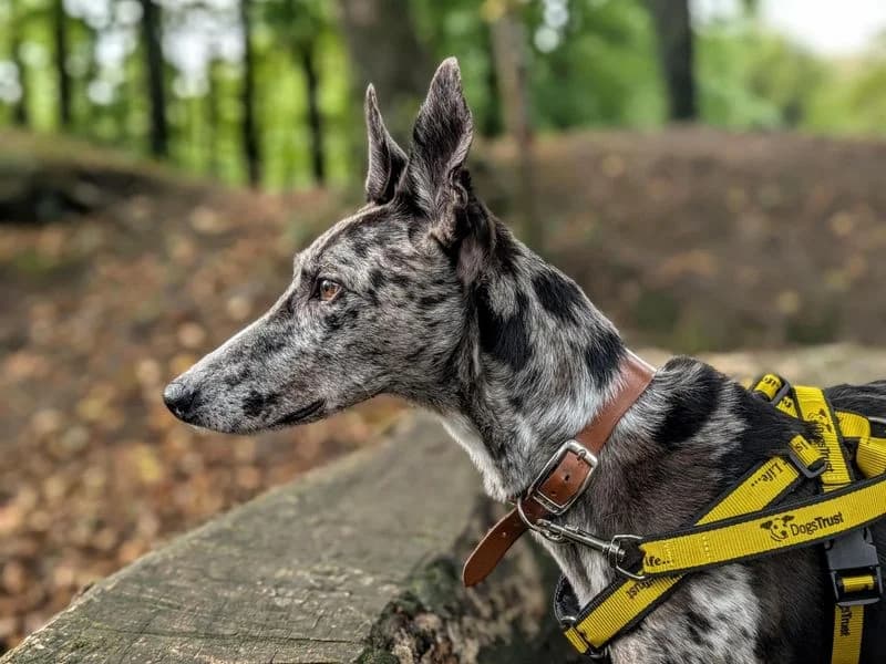 Sam, male senior Border Collie for adoption at Dogs Trust Cardiff, Cardiff
