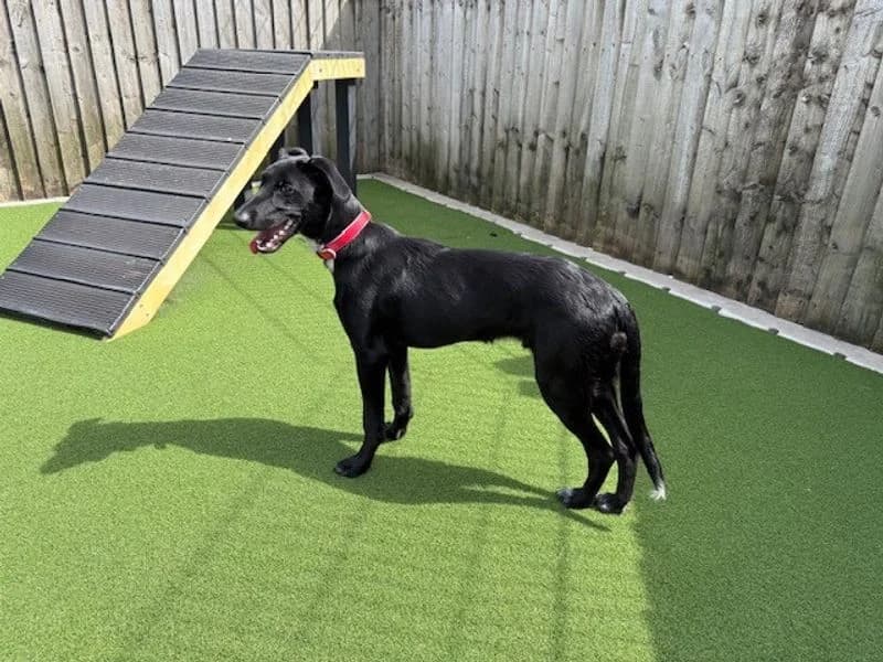 Luigi, male puppy mixed breed for adoption at Dogs Trust Cardiff, Cardiff