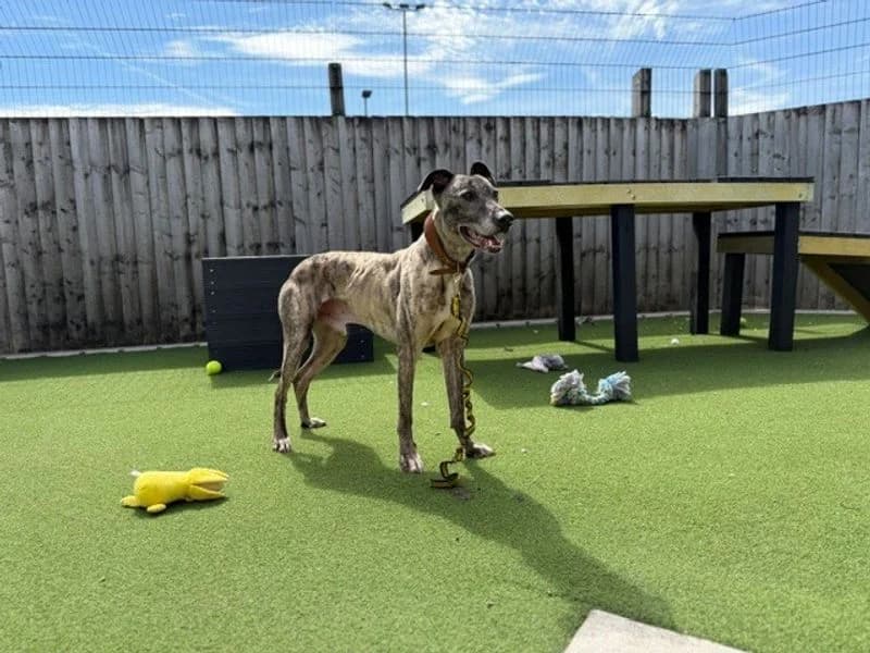 Sid, male young Lurcher for adoption at Dogs Trust Cardiff, Cardiff