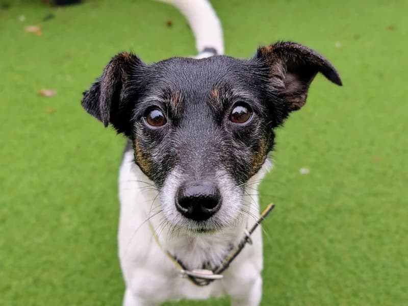 Millie, female 3yo Jack Russell Terrier for adoption at Dogs Trust Cardiff, Cardiff