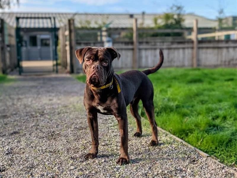 Uno, male young Cocker Spaniel for adoption at Dogs Trust Cardiff, Cardiff