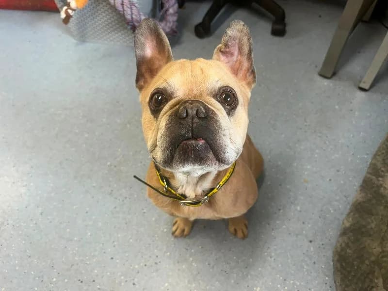 Bugsy, male senior English Bulldog for adoption at Dogs Trust Cardiff, Cardiff