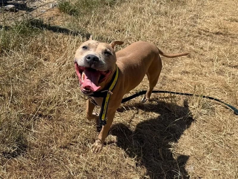 Crunchie, male 6yo Staffordshire Bull Terrier for adoption at Dogs Trust Cardiff, Cardiff