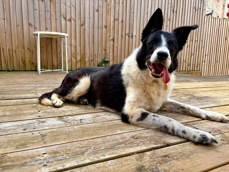 Boots, female senior Border Collie for adoption at Dogs Trust Cardiff, Cardiff