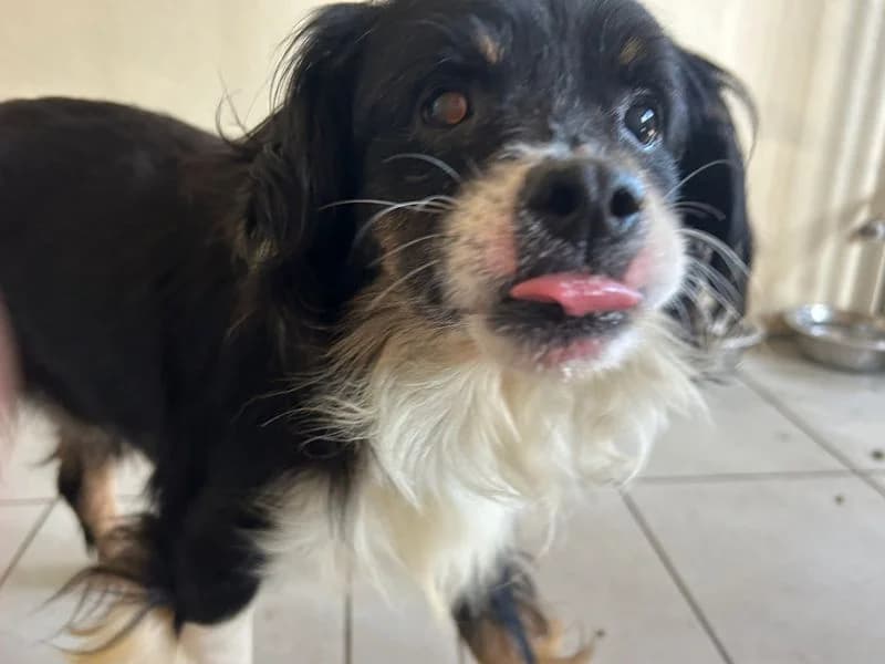 Sandal, male 4yo Mixed Breed for adoption at Dogs Trust Cardiff, Cardiff