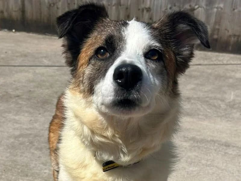 Flip Flop, female 4yo Border Collie for adoption at Dogs Trust Cardiff, Cardiff