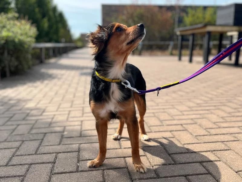 Welly, male 4yo Mixed Breed for adoption at Dogs Trust Cardiff, Cardiff