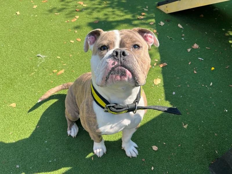 Coco, male young Mixed Breed for adoption at Dogs Trust Cardiff, Cardiff