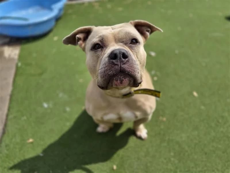 Pauline, female 5yo Staffordshire Bull Terrier for adoption at Dogs Trust Cardiff, Cardiff