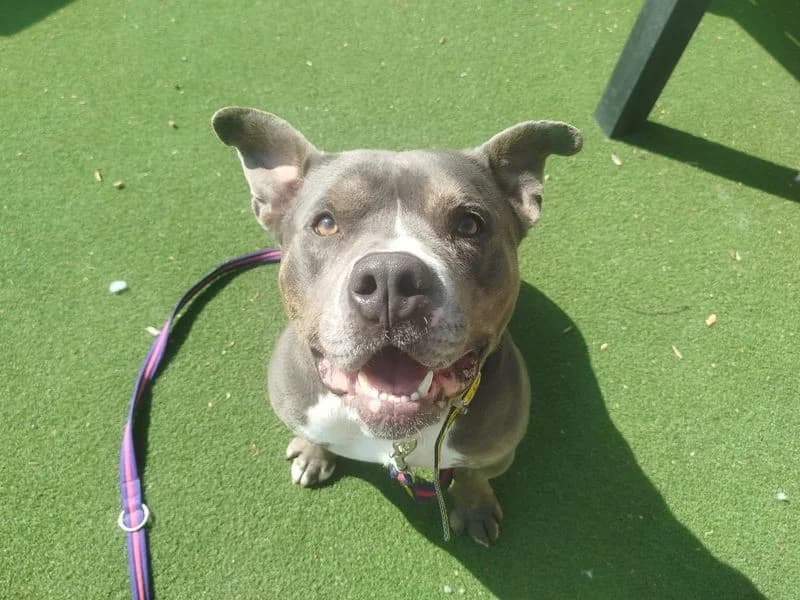 Percy, male 3yo Mixed Breed for adoption at Dogs Trust Cardiff, Cardiff