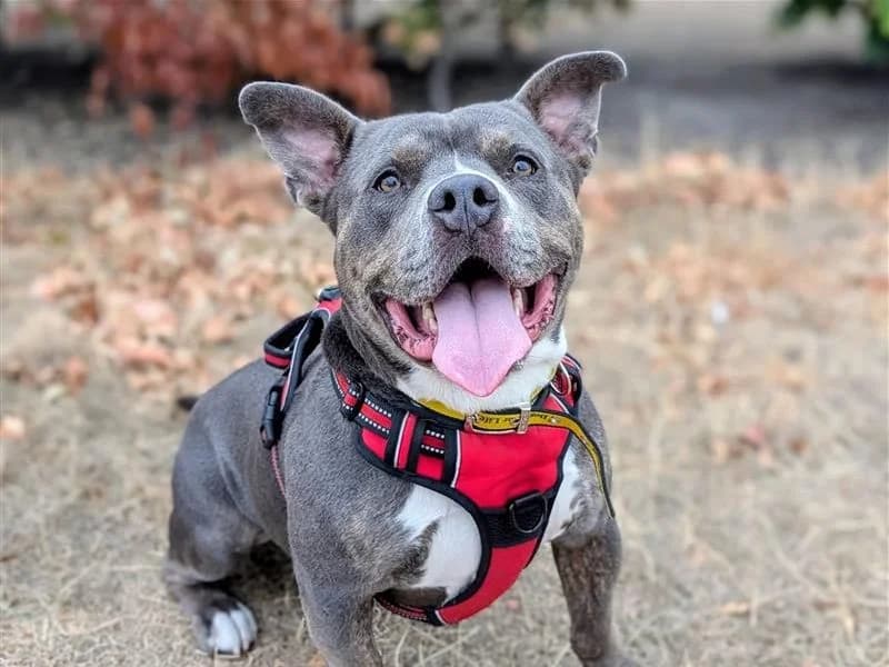 Percy, male 3yo Mixed Breed for adoption at Dogs Trust Cardiff, Cardiff