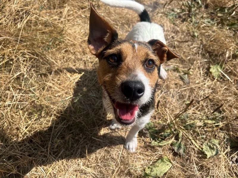 Tux, male young Jack Russell Terrier for adoption at Dogs Trust Cardiff, Cardiff