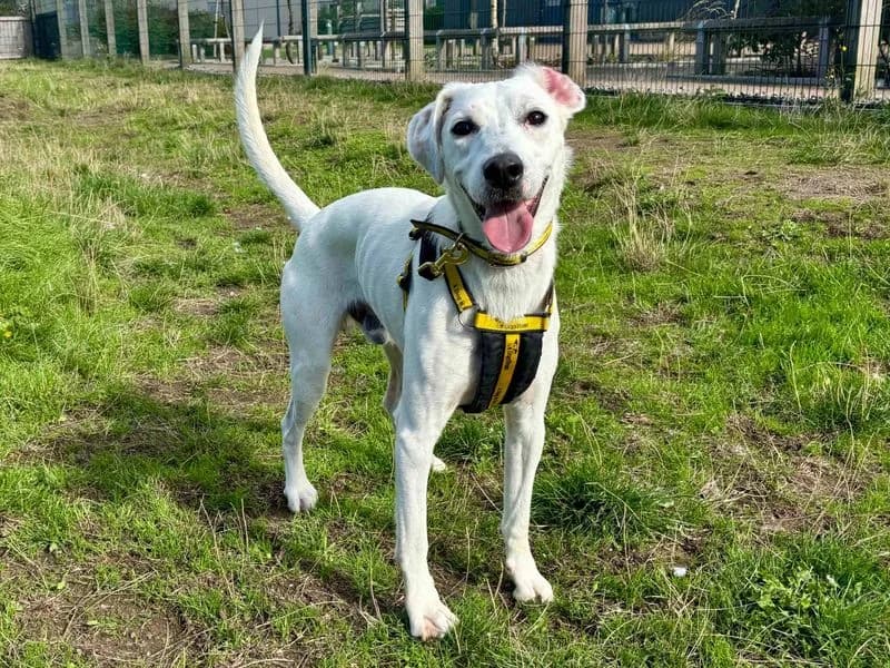 Clive, male young Border Collie for adoption at Dogs Trust Cardiff, Cardiff