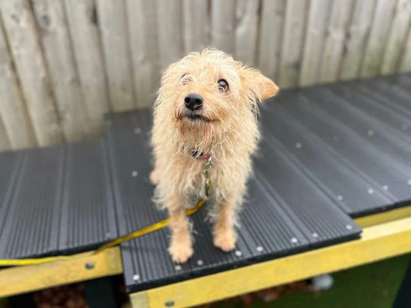 Sofia, female senior Border Collie for adoption at Dogs Trust Cardiff, Cardiff