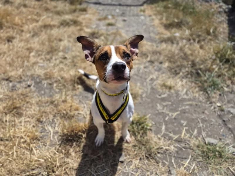 Jaffa, male young Jack Russell Terrier for adoption at Dogs Trust Cardiff, Cardiff