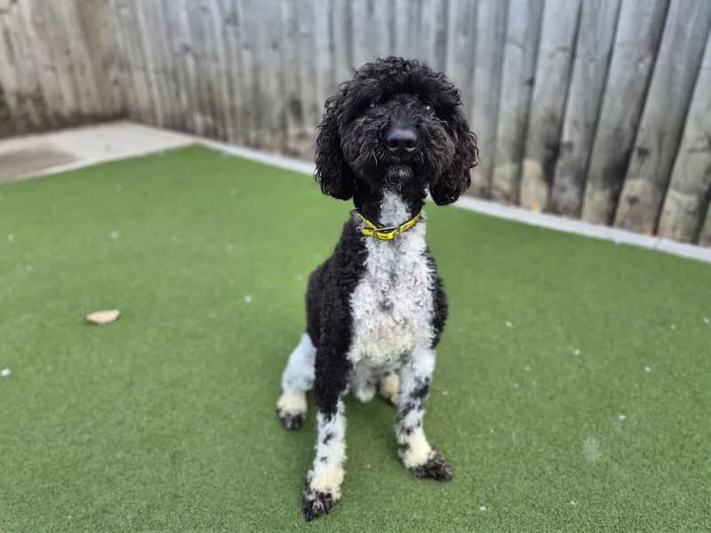 Jasper, male 3yo Cocker Spaniel for adoption at Dogs Trust Cardiff, Cardiff