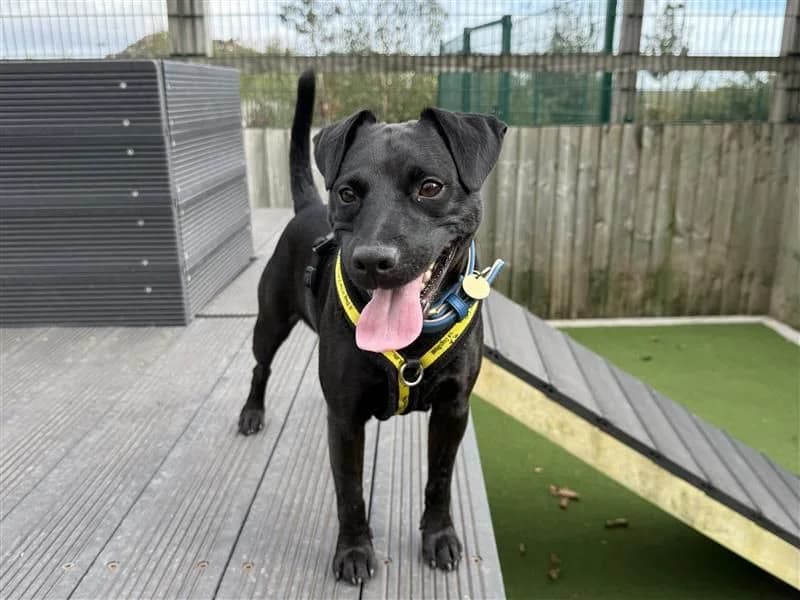 Max, male 5yo mixed breed for adoption at Dogs Trust Cardiff, Cardiff